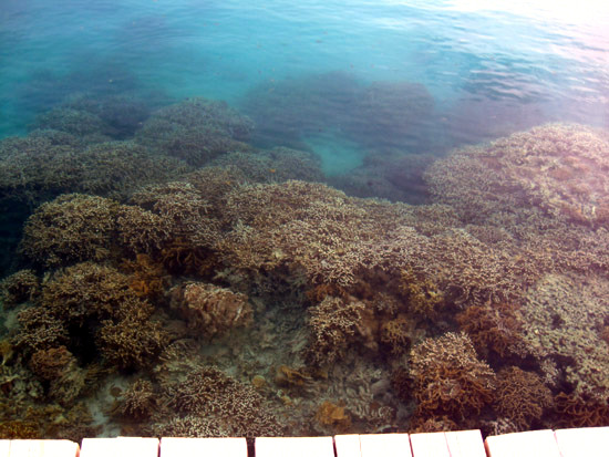 Pulau Tidung coral