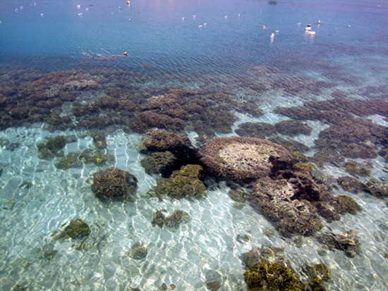 Pulau Tidung underwater