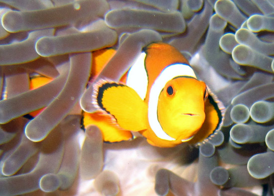 Clown fish di dasar laut Pulau Weh