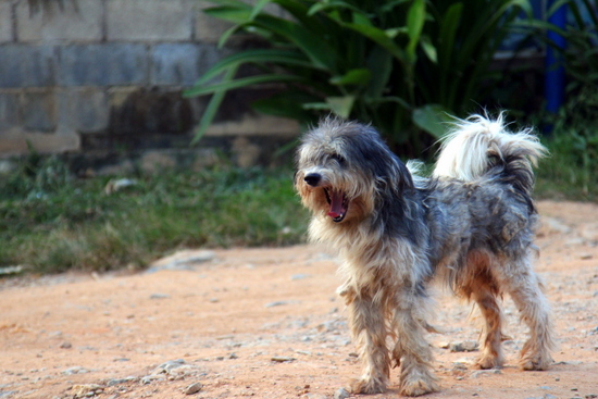 Ada banyak anjing di Laos - biasanya lucu!
