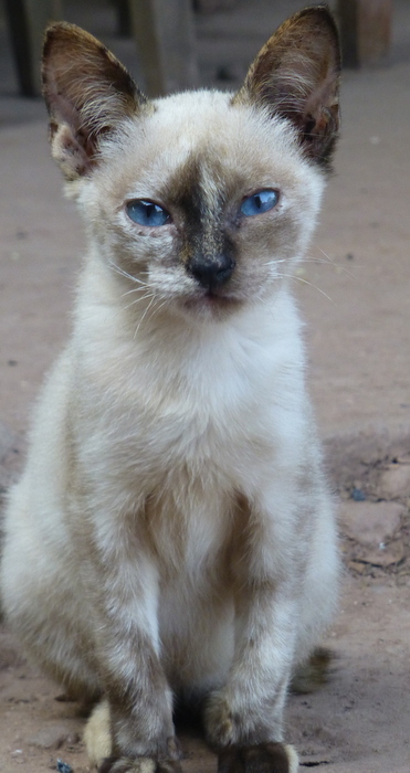 Kucing lucu dan matanya berwarna biru