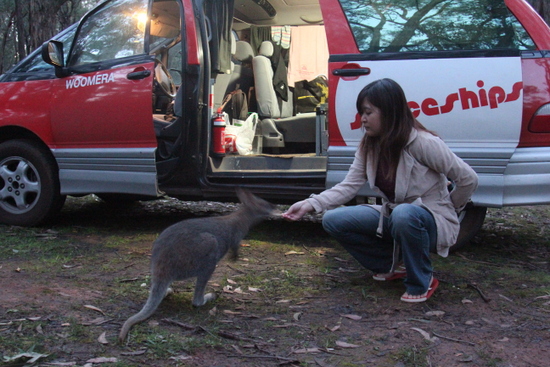 Wallaby eating food given by Susan with our accommodation in the background