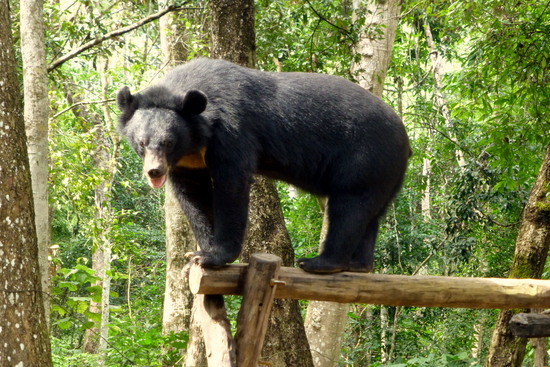 Beruang Madu di dekat Kuang Si Waterfall