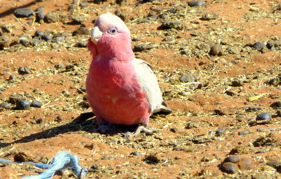 Burung Galah yang khas dengan warna pink dan abu-abunya