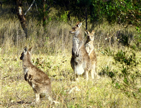 Kangguru sebagai hewan liar di Australia yang paling banyak