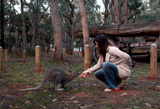 Memberi makan hewan liar di benua Australia
