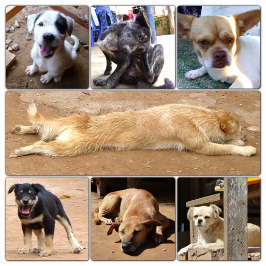 Anjing Lucu di Laos: Yang mana favorit kamu? - PergiDulu.com