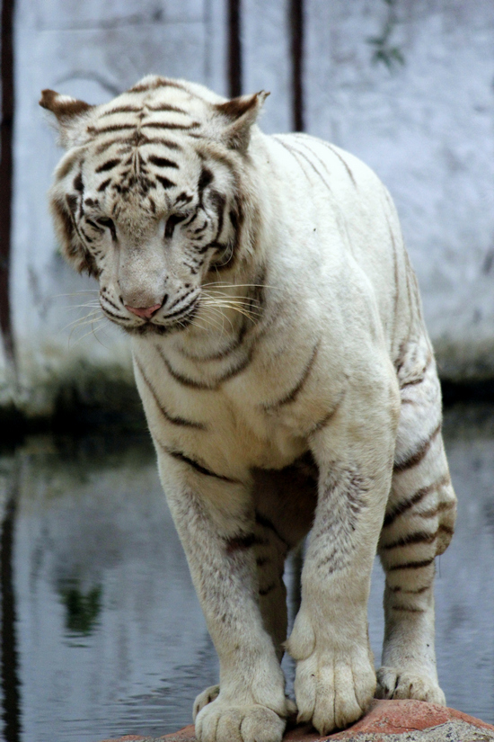 Binatang Favorit di Taman Safari Indonesia