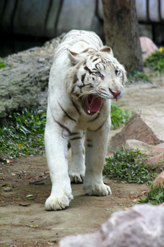 Caption2 - White Tiger