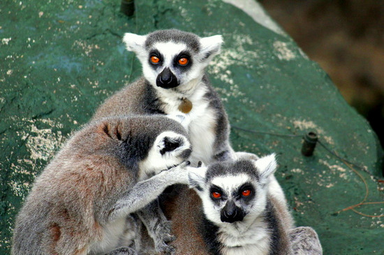 Caption3- Keluarga Lemur