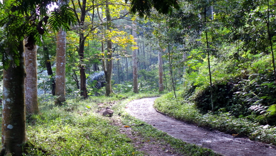 Taman Hutan Raya Dago-Maribaya