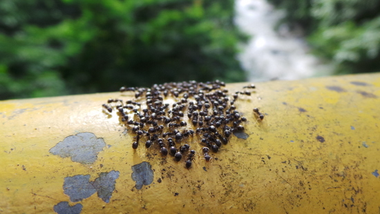 Gerombolan semut yang sedang rapat
