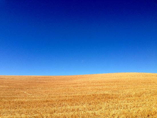 Fields of wheat near Carrion