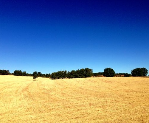 Wheat between Leon & Villar de Mazarife