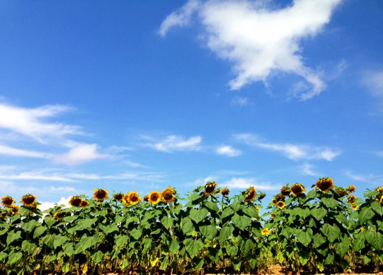 Sunflowers between Belorado and Ages