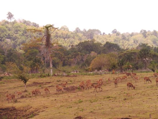Padang Savanna Sadengan di G-Land, Banyuwangi