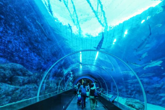 Terowongan yang dipenuhi berbagai jenis hiu