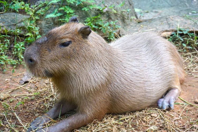 Capybara di Chiang Mai Zoo