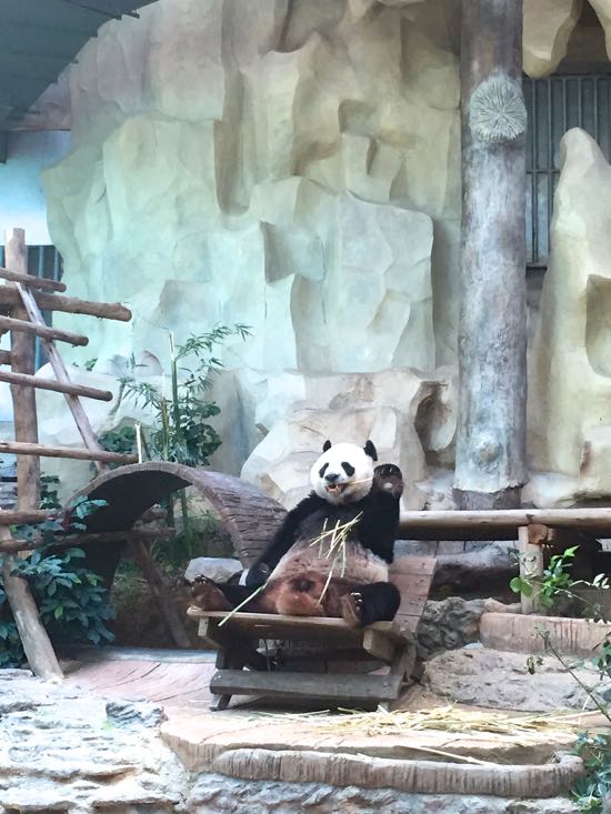 Kungfu Panda sedang asyik mengunyah bambu