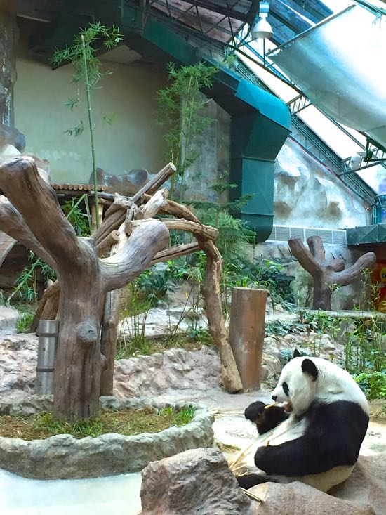 Panda yang cuek saja makan bambu sambil ditonton