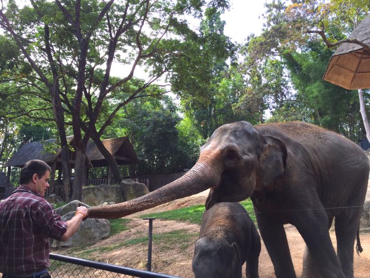 Pengunjung memberi makan gajah di Chiang Mai Zoo