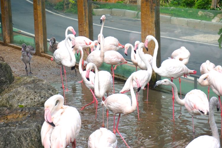 Sekelompok flamingo cantik yang menyambut di bagian depan
