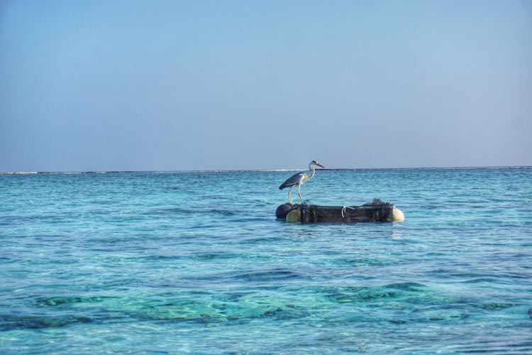 Banyak heron di pantai-pantai di Maldives