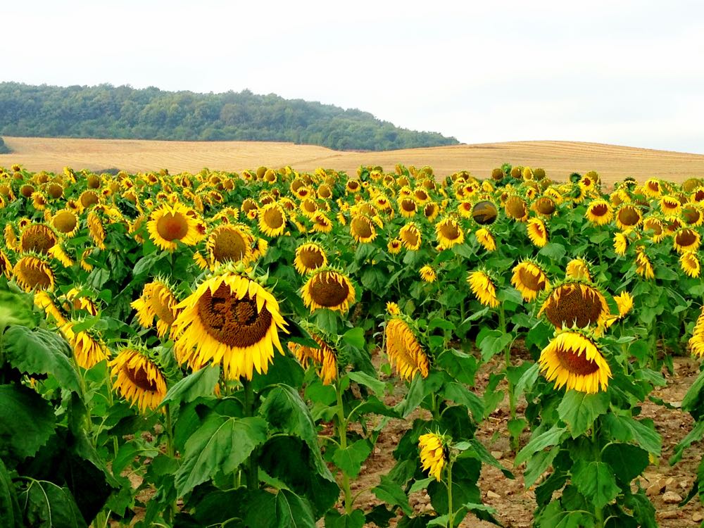 Ada banyak padang bunga matahari1