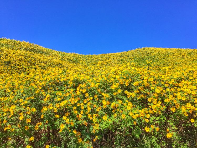 Bua Tong - padang bunga matahari