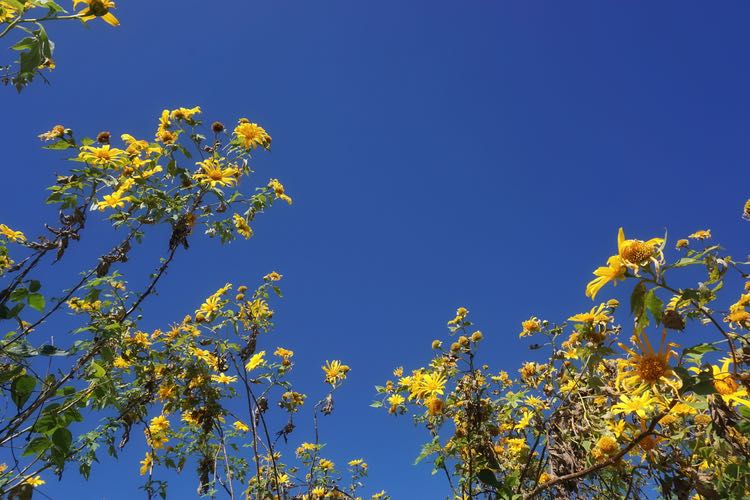 Mexican sunflower dan langit biru Mae Hong Son