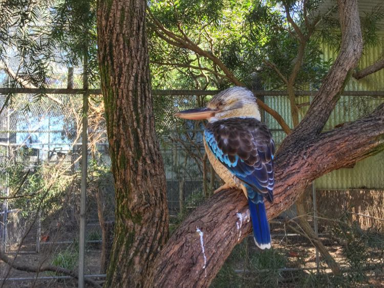 Blue-winged kookaburra yang cantik
