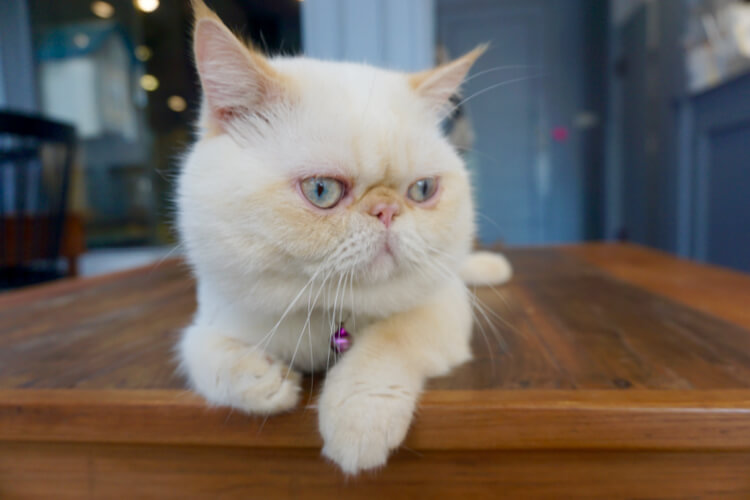 Si hidung pesek Persian Cat