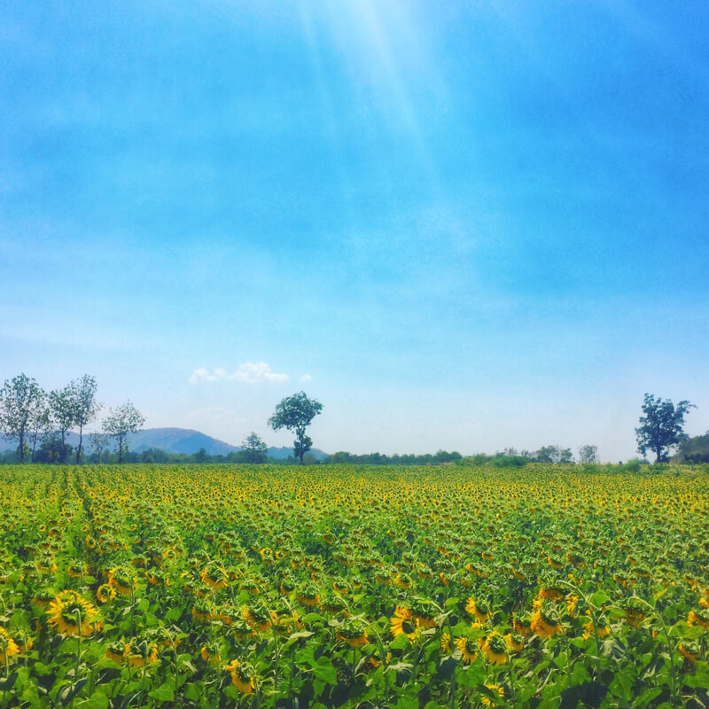 Kebun bunga matahari di Lopburi