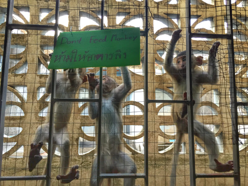 Monyet-monyet di ujung koridor hotel kami