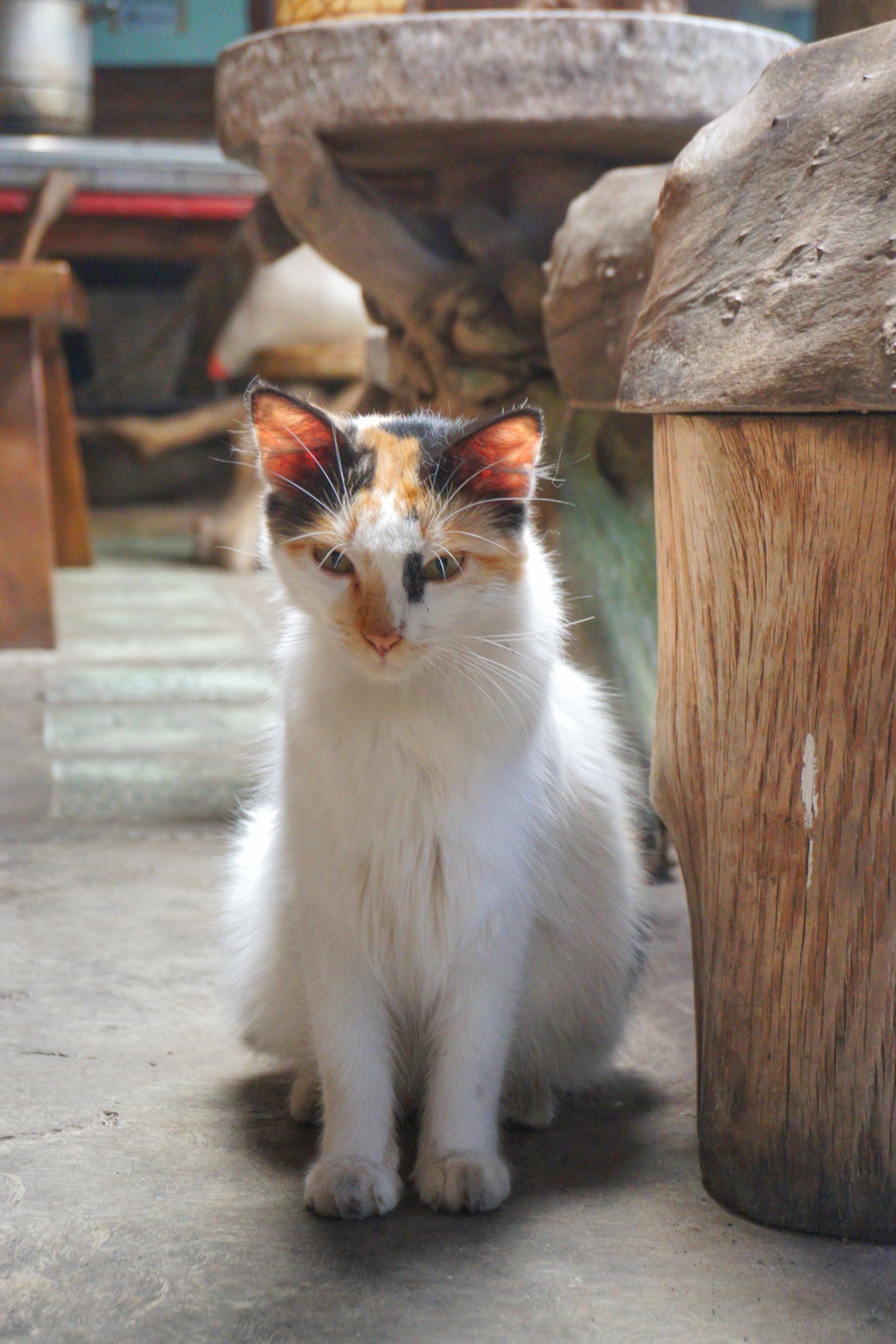 Kucing Manja Di Rumah Kayu Kafe Taiwan