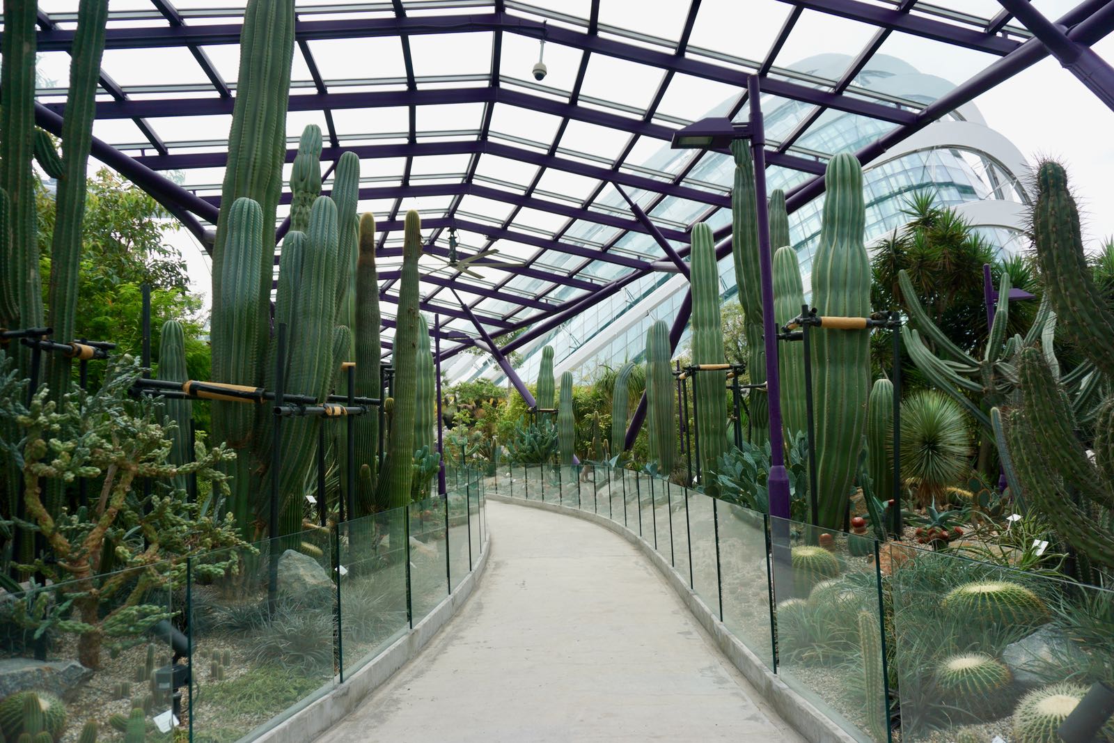 Kaktus Di Sun Pavilion