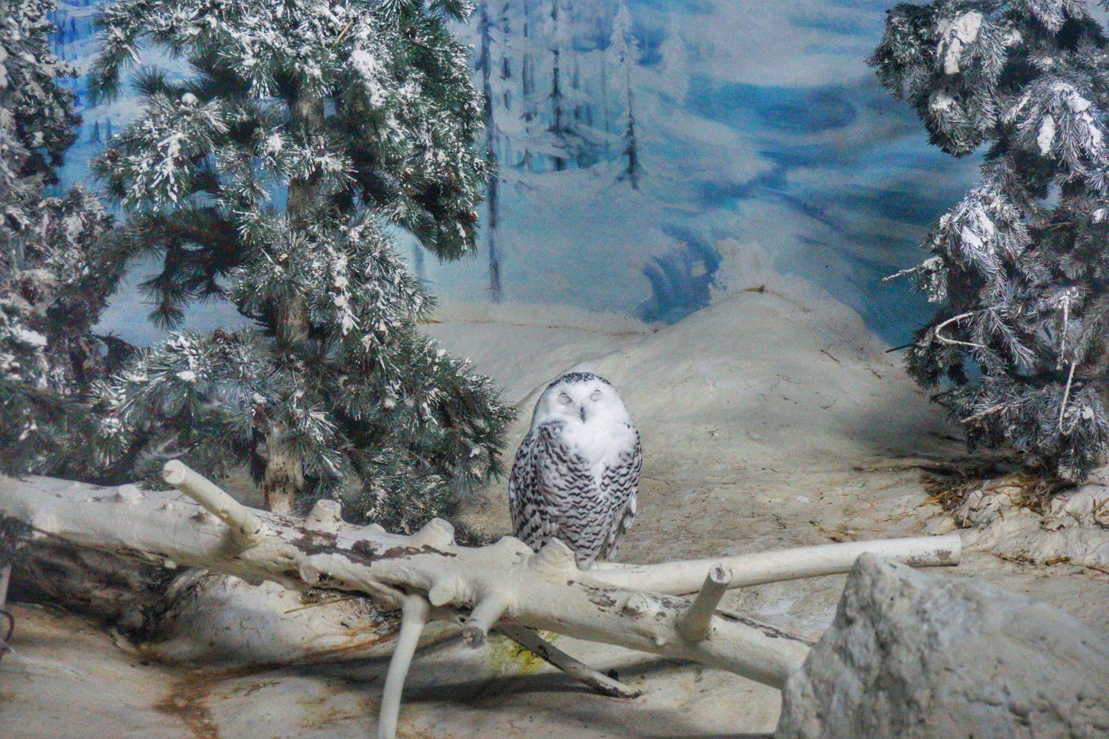 Snow Owl Di Jurong Bird Park