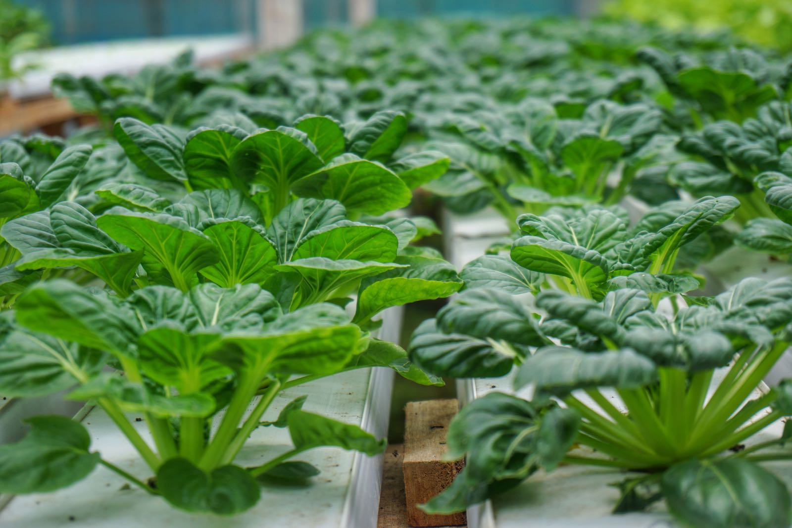 Sayuran Bisa Dipanen Di Jendela Alam