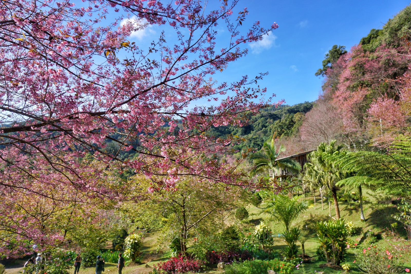 Lihat Thai Sakura Di Chiang Mai