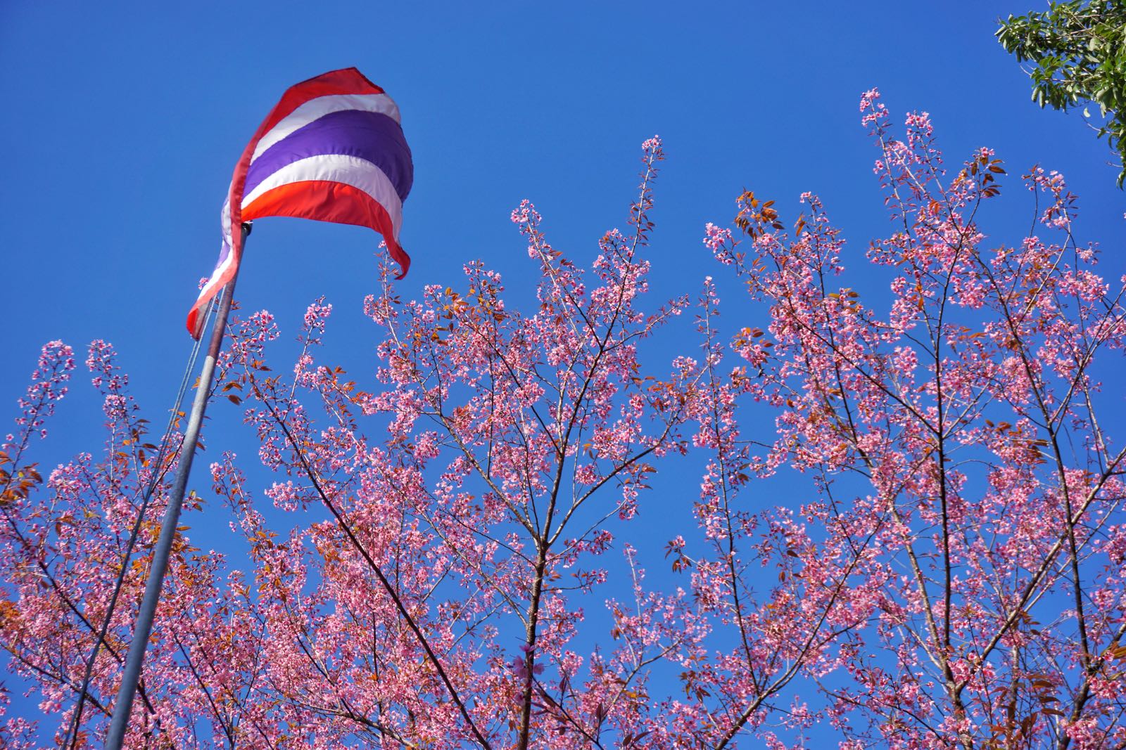 Sakura Di Thailand