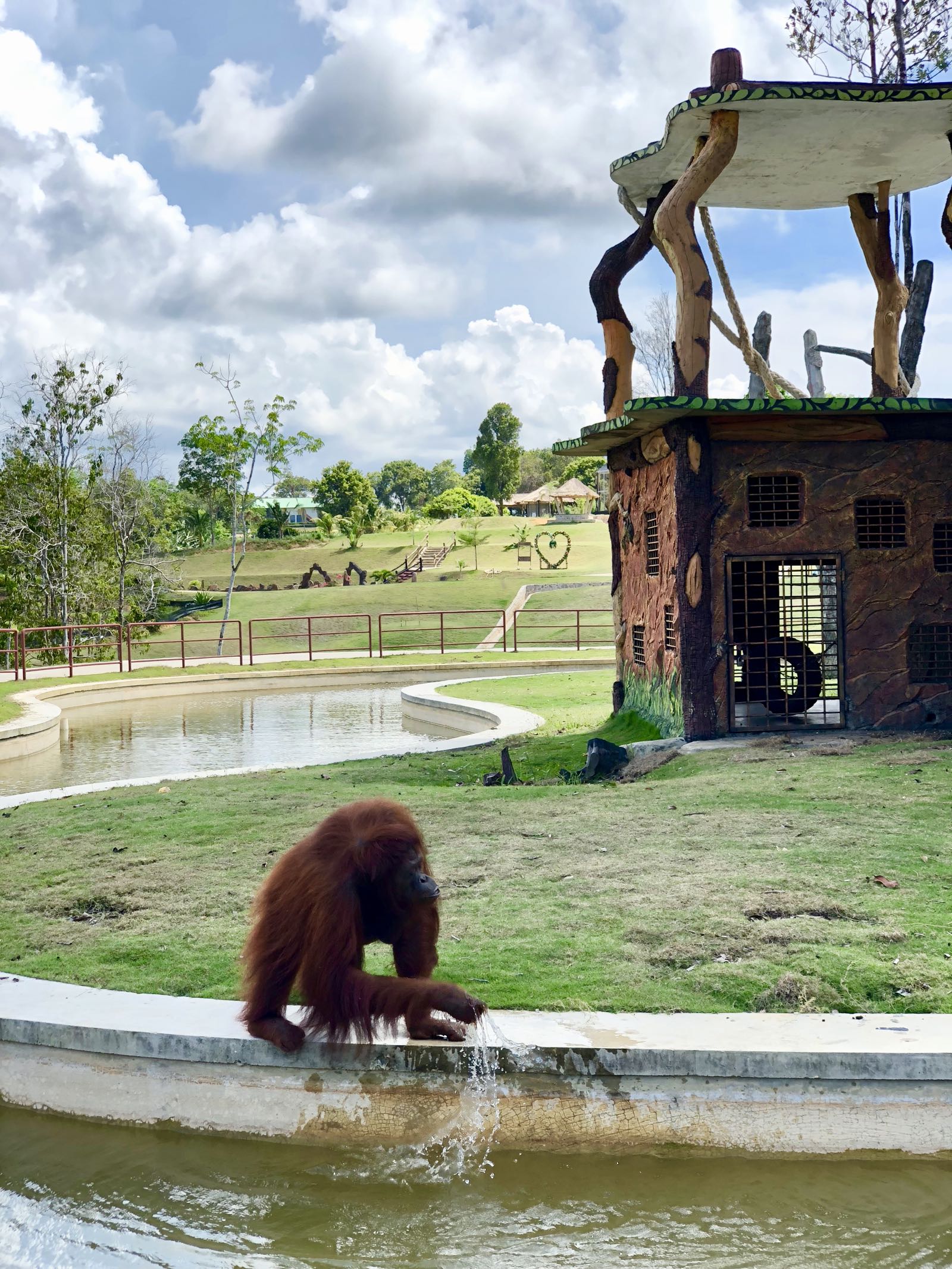 Orangutan Di Safari Lagoi