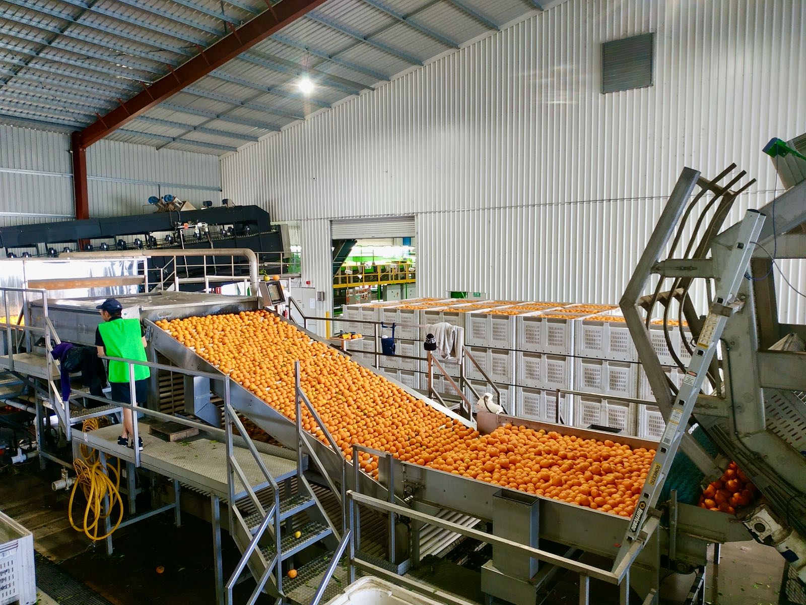 Citrus Packing Shed