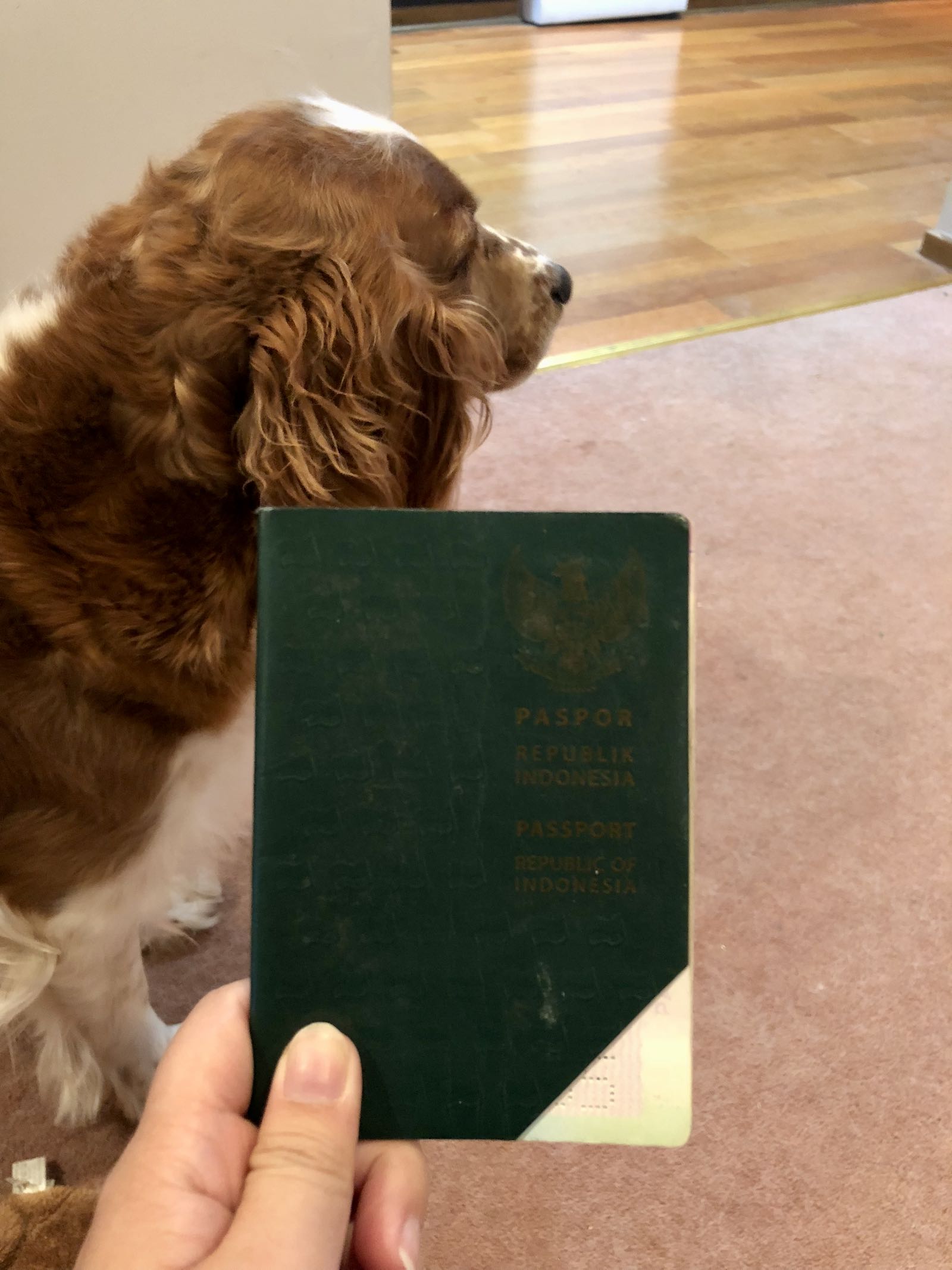 Paspor Ijo Kebanggaan WNI